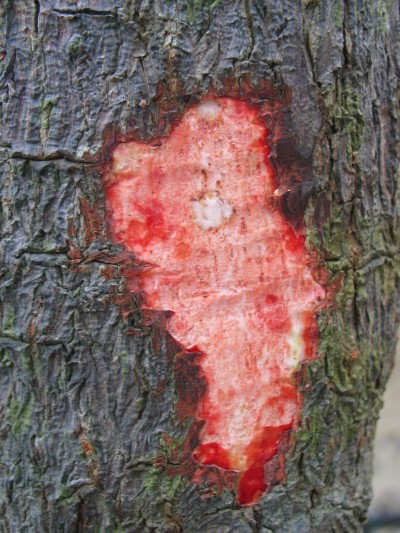 Rhizophora stylosa trunk